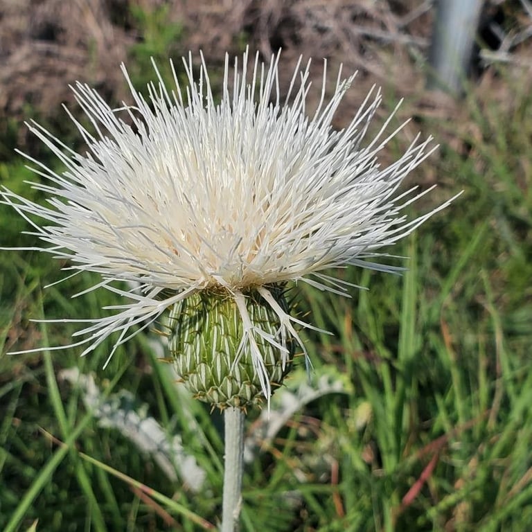 Pasture thistle