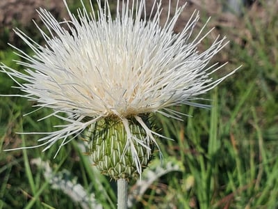 Pasture thistle