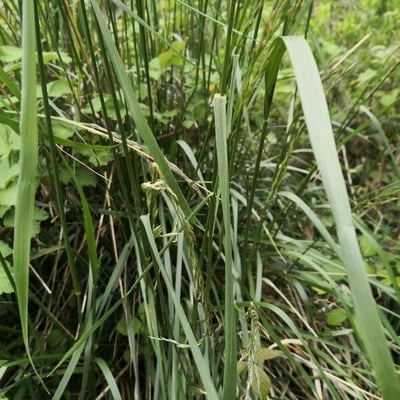 Calamagrostis purpurea — leaf