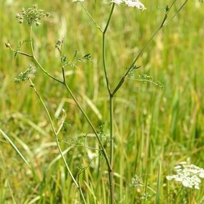 Peucedanum palustre — flower