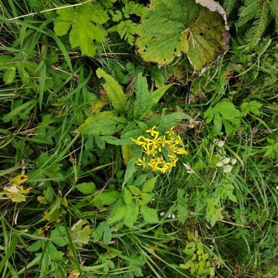 Senecio triangularis — flower