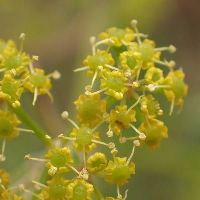 Pastinaca sativa — flower