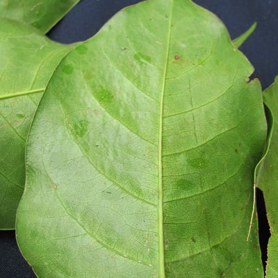 Platymiscium pinnatum — leaf