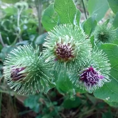Arctium lappa — flower
