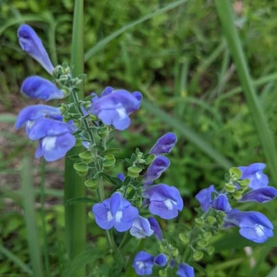 Scutellaria integrifolia — flower