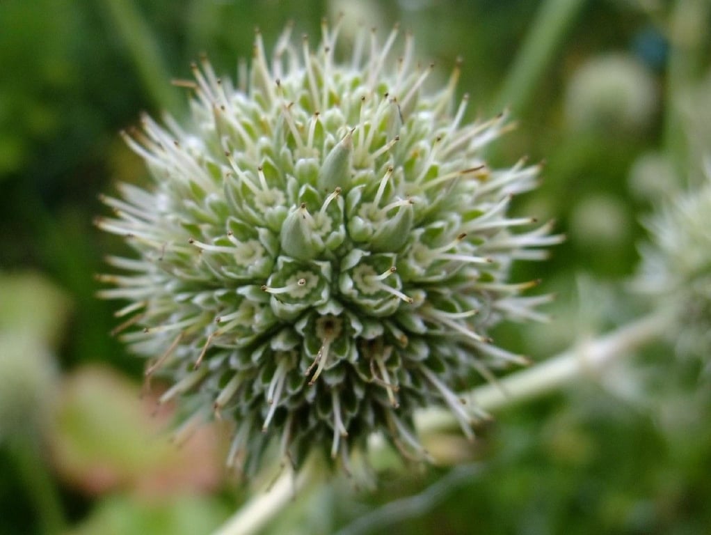 Water eryngo