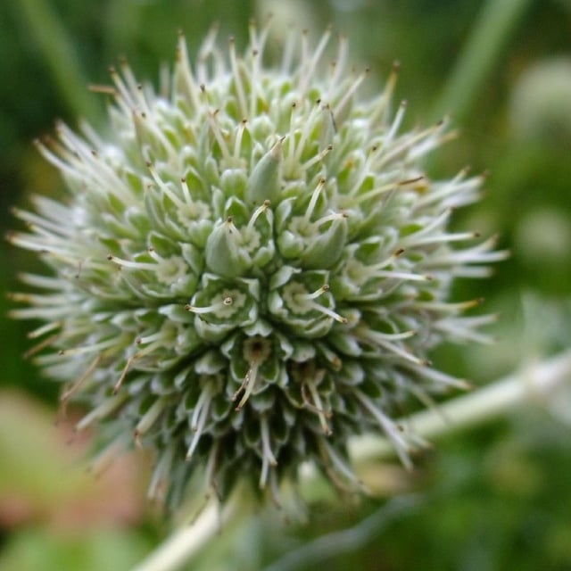 Water eryngo