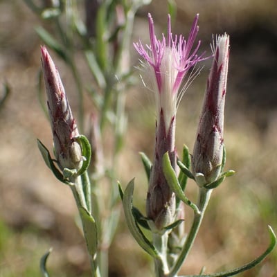 Staehelina dubia — flower