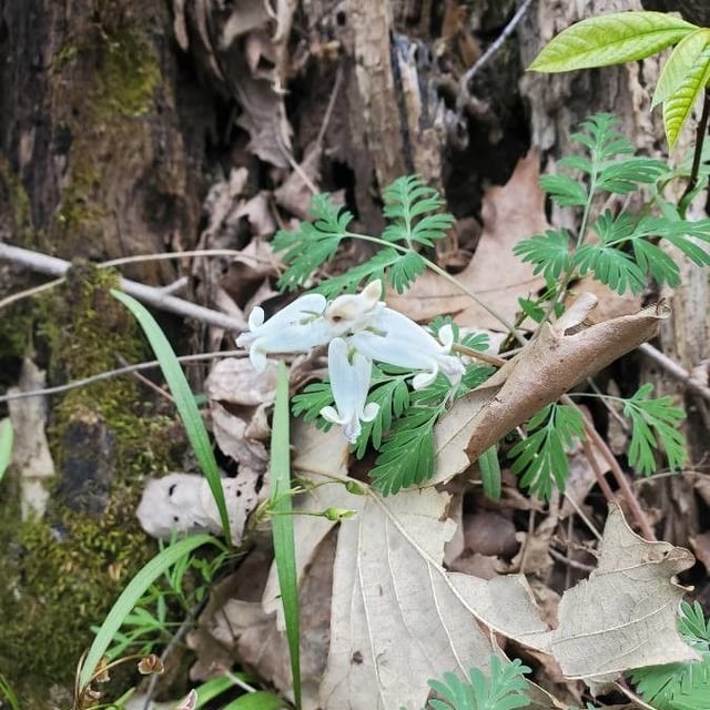 Dicentra canadensis — flower