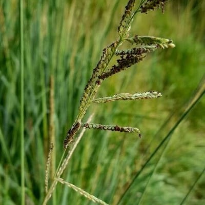 Paspalum urvillei — flower