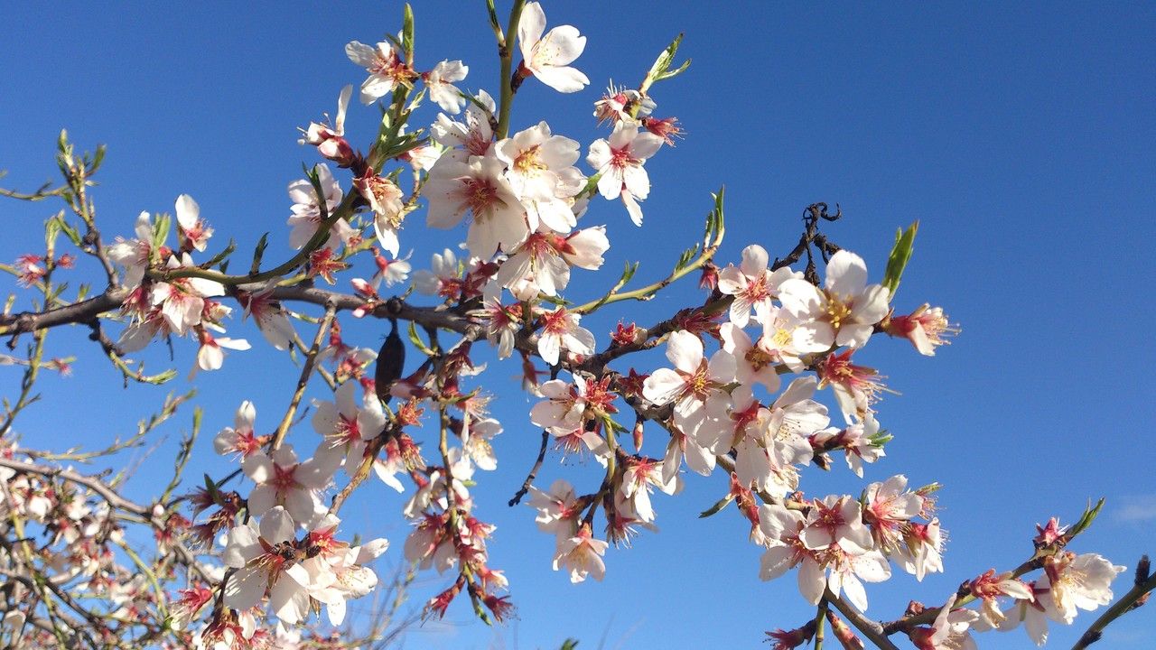 Almond