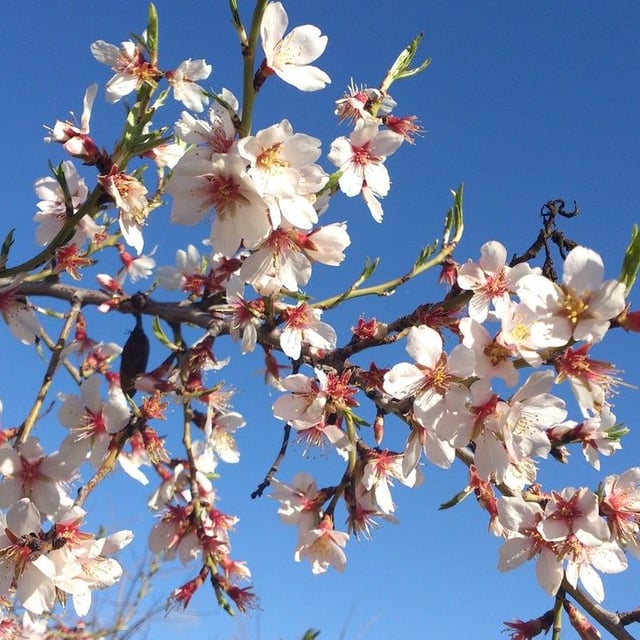 Prunus dulcis — flower