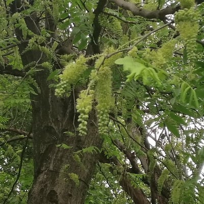 Gleditsia sinensis — flower