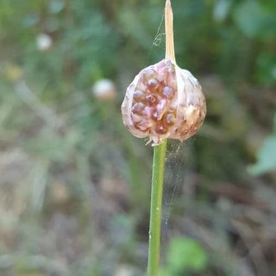 Allium vineale — flower