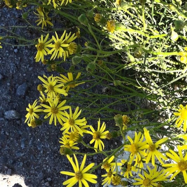 Senecio inaequidens — flower