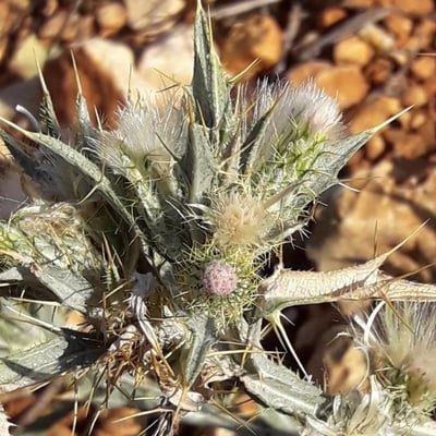 Picnomon acarna — flower