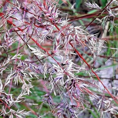 Poa bulbosa — flower