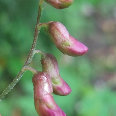 Lathyrus niger — flower