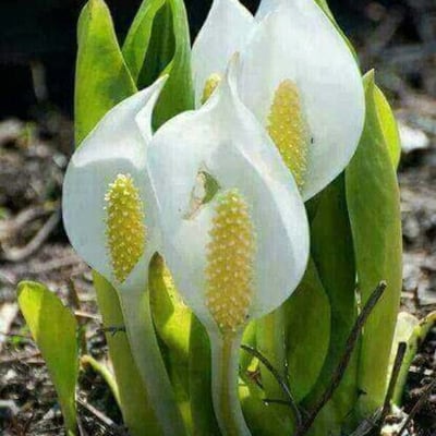 Calla palustris — flower