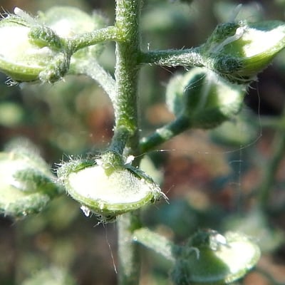 Alyssum alyssoides — flower