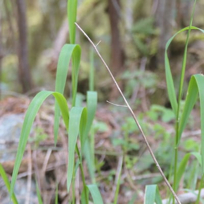 Elymus glaucus — habit