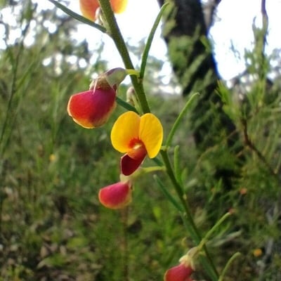 Bossiaea heterophylla — flower