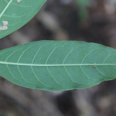 Faramea occidentalis — leaf