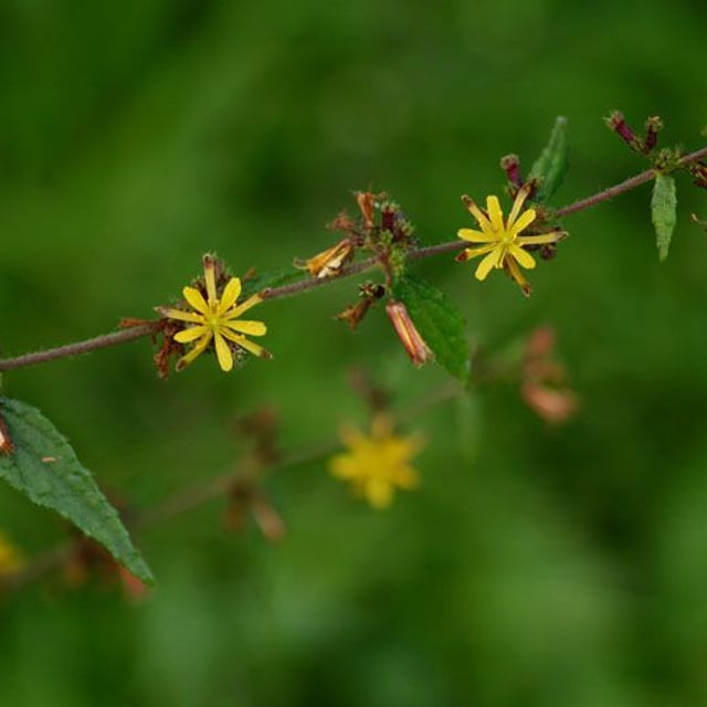 Triumfetta rhomboidea — flower