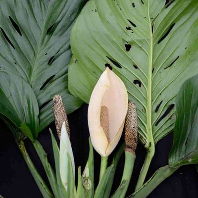 Monstera adansonii — flower