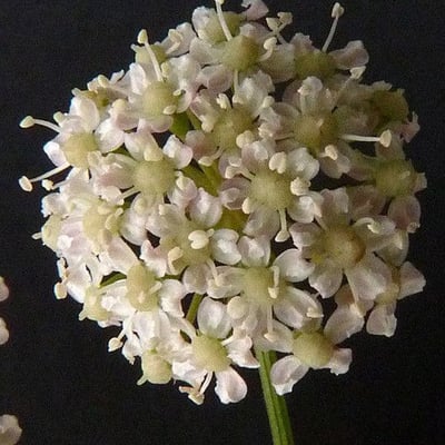 Peucedanum gallicum — flower