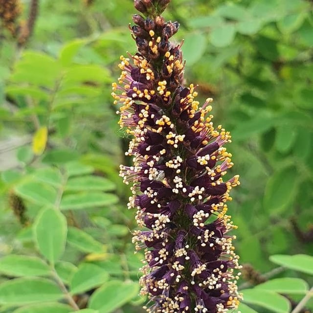 Amorpha fruticosa — flower