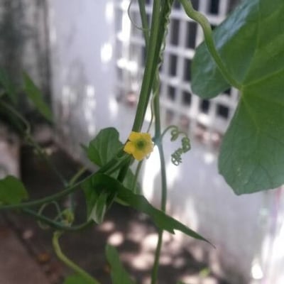 Melothria pendula — flower