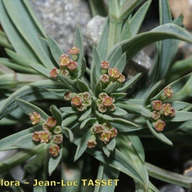 Bupleurum semicompositum — flower