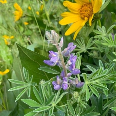 Lupinus sericeus — flower
