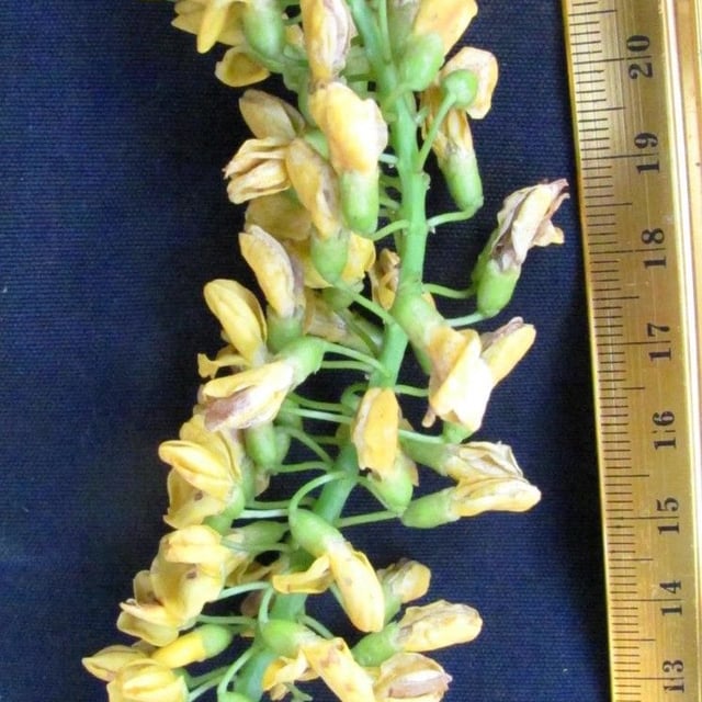 Platymiscium pinnatum — flower