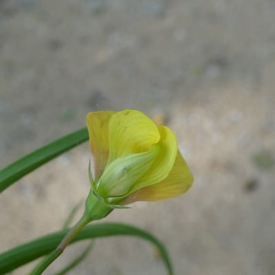 Lathyrus annuus — flower
