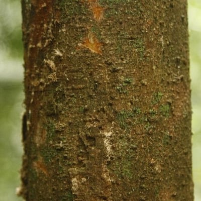 Aniba parviflora — bark