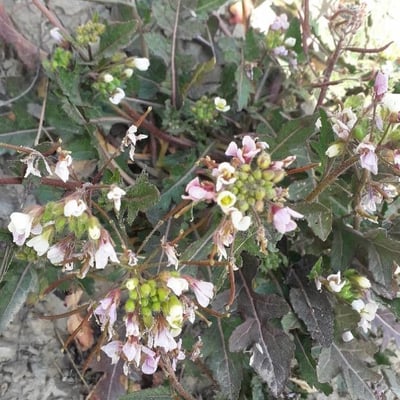 Diplotaxis erucoides — flower