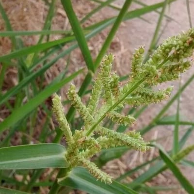 Echinochloa crus-galli — flower