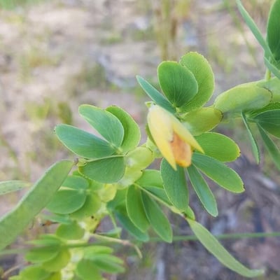 Chamaecrista desvauxii — flower