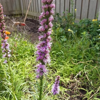 Liatris pycnostachya — flower