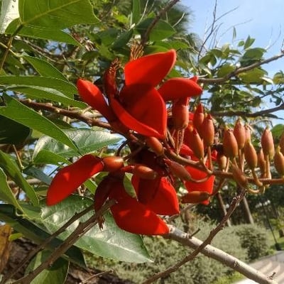 Erythrina fusca — flower