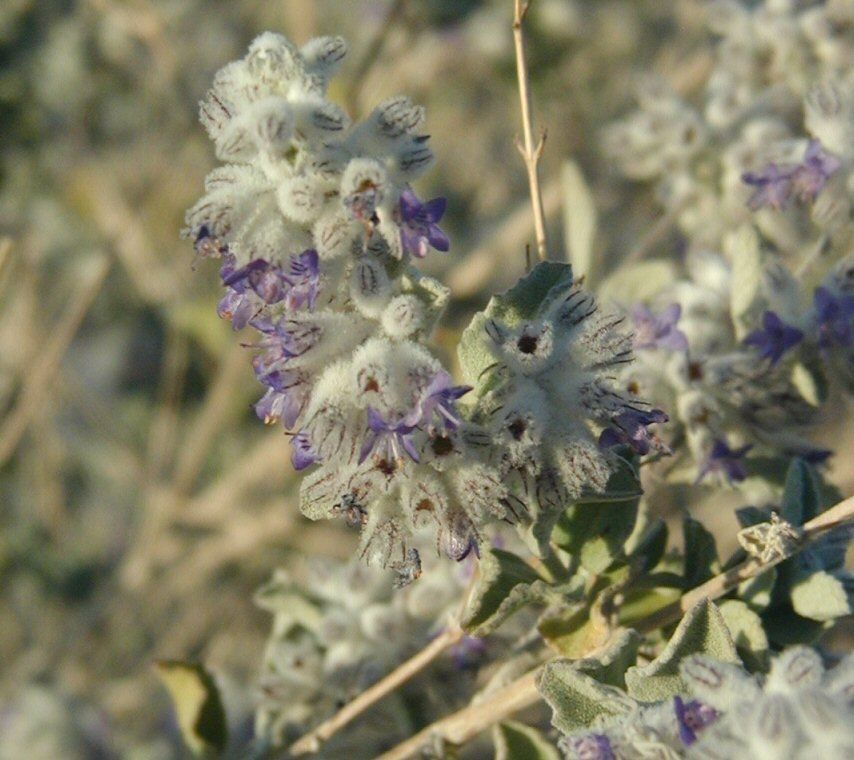 Desert lavender