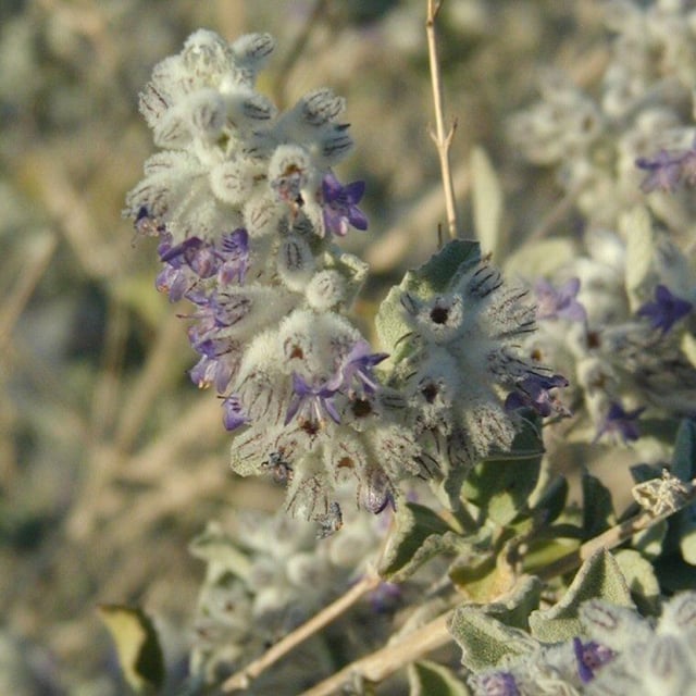Condea emoryi — flower