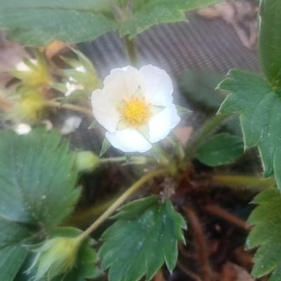 Fragaria viridis — flower