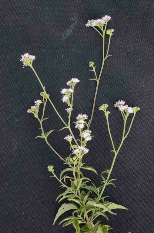 Ageratum fastigiatum