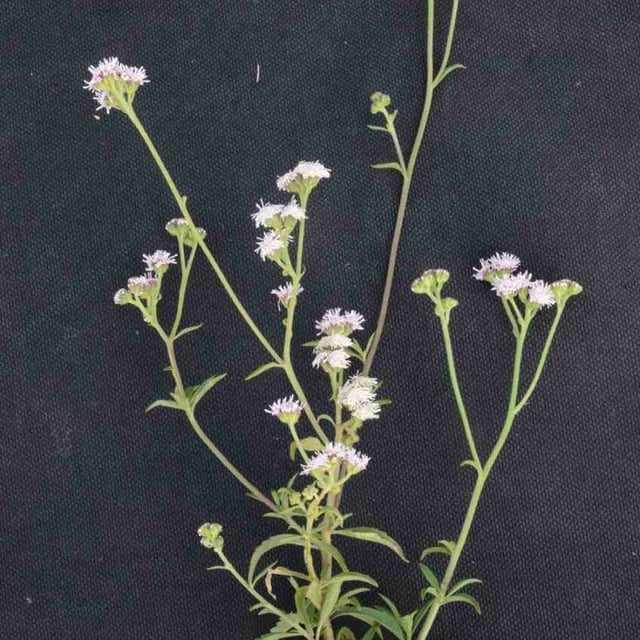 Ageratum fastigiatum
