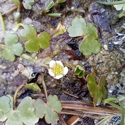 Ranunculus omiophyllus — flower