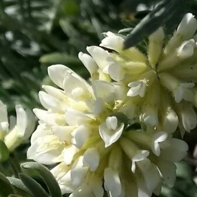Anthyllis barba-jovis — flower