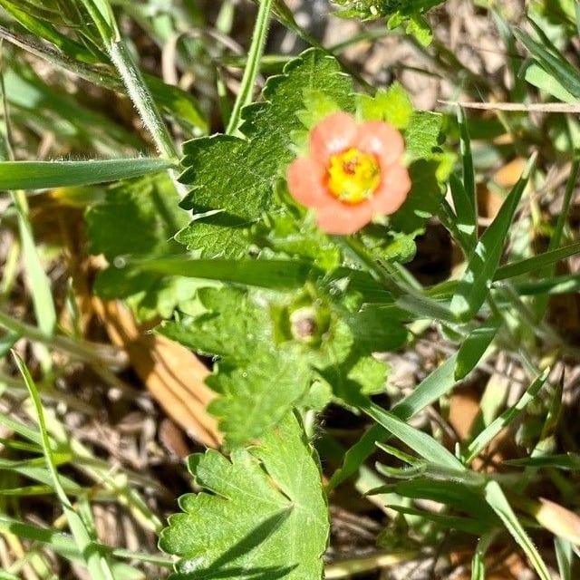 Modiola caroliniana — flower